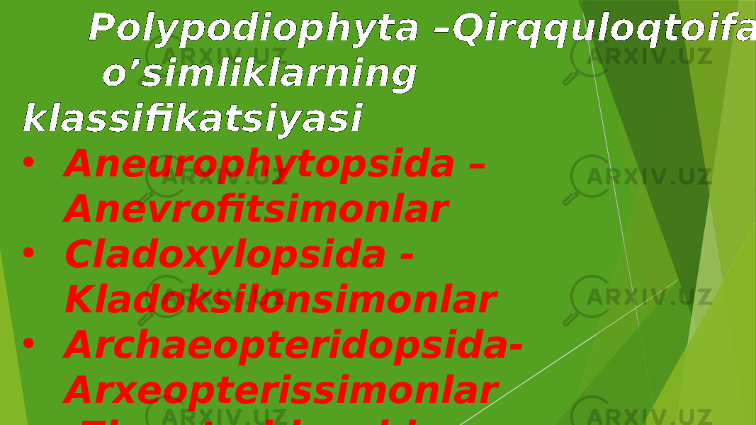  Polypodiophyta –Qirqquloqtoifa o’simliklarning klassifikatsiyasi • Aneurophytopsida – Anevrofitsimonlar • Cladoxylopsida - Kladoksilonsimonlar • Archaeopteridopsida- Arxeopterissimonlar • Zigopteridopsida – Zigopterissimonlar • Marattiopsida – Marattiyasimonlar • Ophioglossopsida – Ujovniksimonlar • Polypodiopsida - Polipodiumsimonlar 