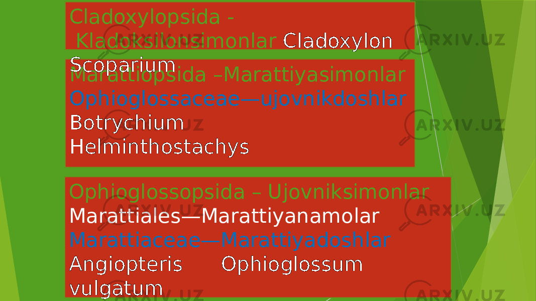 Marattiopsida –Marattiyasimonlar Ophioglossaceae—ujovnikdoshlar Botrychium HelminthostachysCladoxylopsida - Kladoksilonsimonlar Cladoxylon Scoparium Ophioglossopsida – Ujovniksimonlar Marattiales—Marattiyanamolar Marattiaceae—Marattiyadoshlar Angiopteris Ophioglossum vulgatum Maratiyalar 