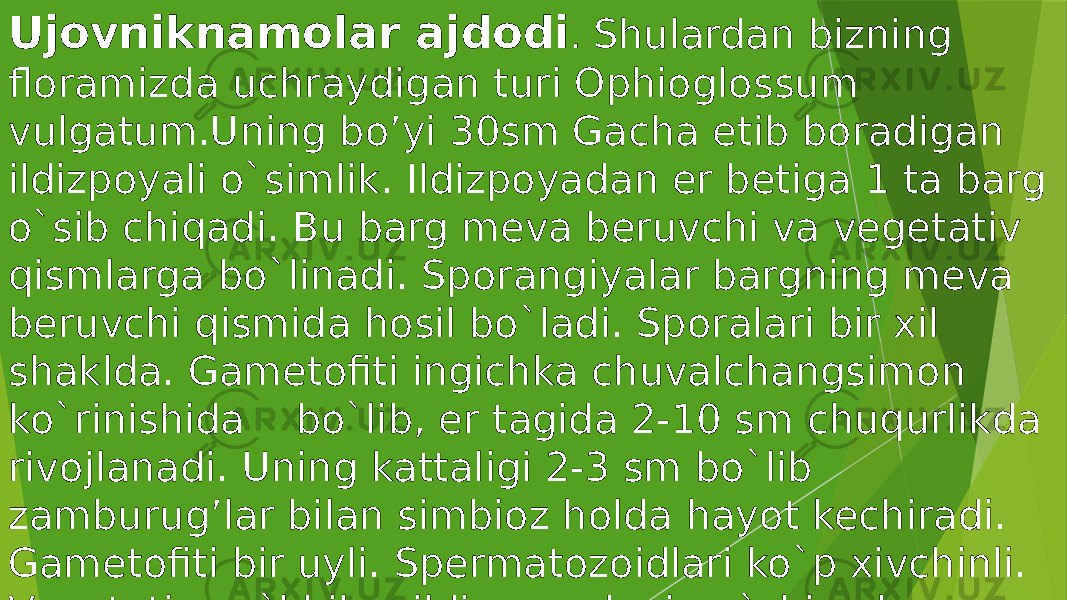 Ujovniknamolar ajdodi . Shulardan bizning floramizda uchraydigan turi Ophioglossum vulgatum.Uning bo’yi 30sm Gacha etib boradigan ildizpoyali o`simlik. Ildizpoyadan er betiga 1 ta barg o`sib chiqadi. Bu barg meva beruvchi va vegetativ qismlarga bo`linadi. Sporangiyalar bargning meva beruvchi qismida hosil bo`ladi. Sporalari bir xil shaklda. Gametofiti ingichka chuvalchangsimon ko`rinishida bo`lib, er tagida 2-10 sm chuqurlikda rivojlanadi. Uning kattaligi 2-3 sm bo`lib zamburug’lar bilan simbioz holda hayot kechiradi. Gametofiti bir uyli. Spermatozoidlari ko`p xivchinli. Vegetativ yo`l bilan ildizpoyadagi qo`shimcha kurtaklar yordamida ko`payadi. 