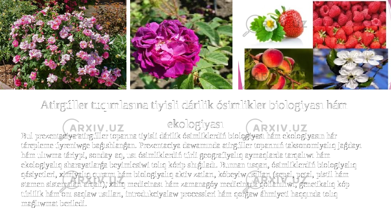 Atirgúller tuqımlasına tiyisli dárilik ósimlikler biologiyası hám ekologiyası Bul prezentaciya atirgúller toparına tiyisli dárilik ósimliklerdiń biologiyası hám ekologiyasın hár tárepleme úyreniwge baǵıshlanǵan. Prezentaciya dawamında atirgúller toparınıń taksonomiyalıq jaǵdayı hám ulıwma táriypi, sonday-aq, usı ósimliklerdiń túrli geografiyalıq aymaqlarda tarqalıwı hám ekologiyalıq sharayatlarǵa beyimlesiwi tolıq kórip shıǵıladı. Bunnan tısqarı, ósimliklerdiń biologiyalıq qásiyetleri, ximiyalıq quramı hám biologiyalıq aktiv zatları, kóbeyiw usılları (sepal, petal, pistil hám stamen sistemaları arqalı), xalıq medicinası hám zamanagóy medicinada qollanılıwı, genetikalıq kóp túrlilik hám onı saqlaw usılları, introdukciyalaw processleri hám qorǵaw áhmiyeti haqqında tolıq maǵlıwmat beriledi. 