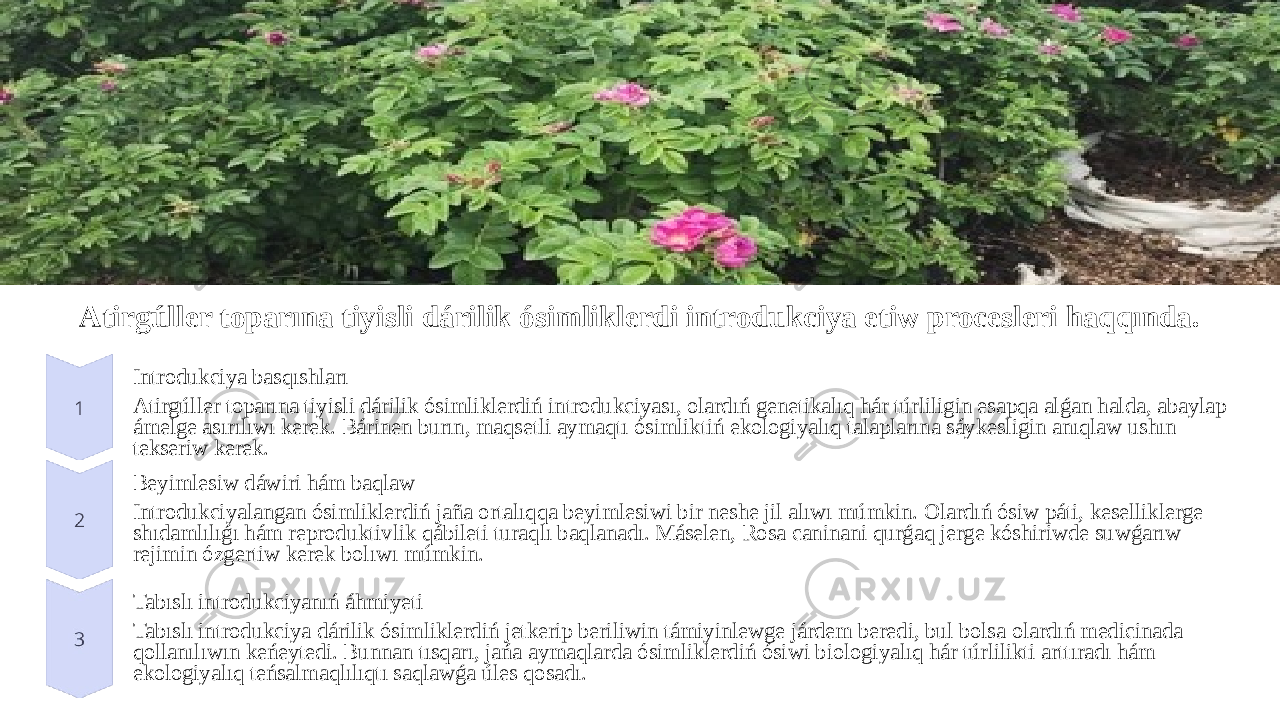 Atirgúller toparına tiyisli dárilik ósimliklerdi introdukciya etiw procesleri haqqında. Introdukciya basqıshları Atirgúller toparına tiyisli dárilik ósimliklerdiń introdukciyası, olardıń genetikalıq hár túrliligin esapqa alǵan halda, abaylap ámelge asırılıwı kerek. Bárinen burın, maqsetli aymaqtı ósimliktiń ekologiyalıq talaplarına sáykesligin anıqlaw ushın tekseriw kerek. Beyimlesiw dáwiri hám baqlaw Introdukciyalangan ósimliklerdiń jaña ortalıqqa beyimlesiwi bir neshe jil alıwı múmkin. Olardıń ósiw páti, keselliklerge shıdamlılıǵı hám reproduktivlik qábileti turaqlı baqlanadı. Máselen, Rosa caninani qurǵaq jerge kóshiriwde suwǵarıw rejimin ózgertiw kerek bolıwı múmkin. Tabıslı introdukciyanıń áhmiyeti Tabıslı introdukciya dárilik ósimliklerdiń jetkerip beriliwin támiyinlewge járdem beredi, bul bolsa olardıń medicinada qollanılıwın keńeytedi. Bunnan tısqarı, jańa aymaqlarda ósimliklerdiń ósiwi biologiyalıq hár túrlilikti arttıradı hám ekologiyalıq teńsalmaqlılıqtı saqlawǵa úles qosadı. 