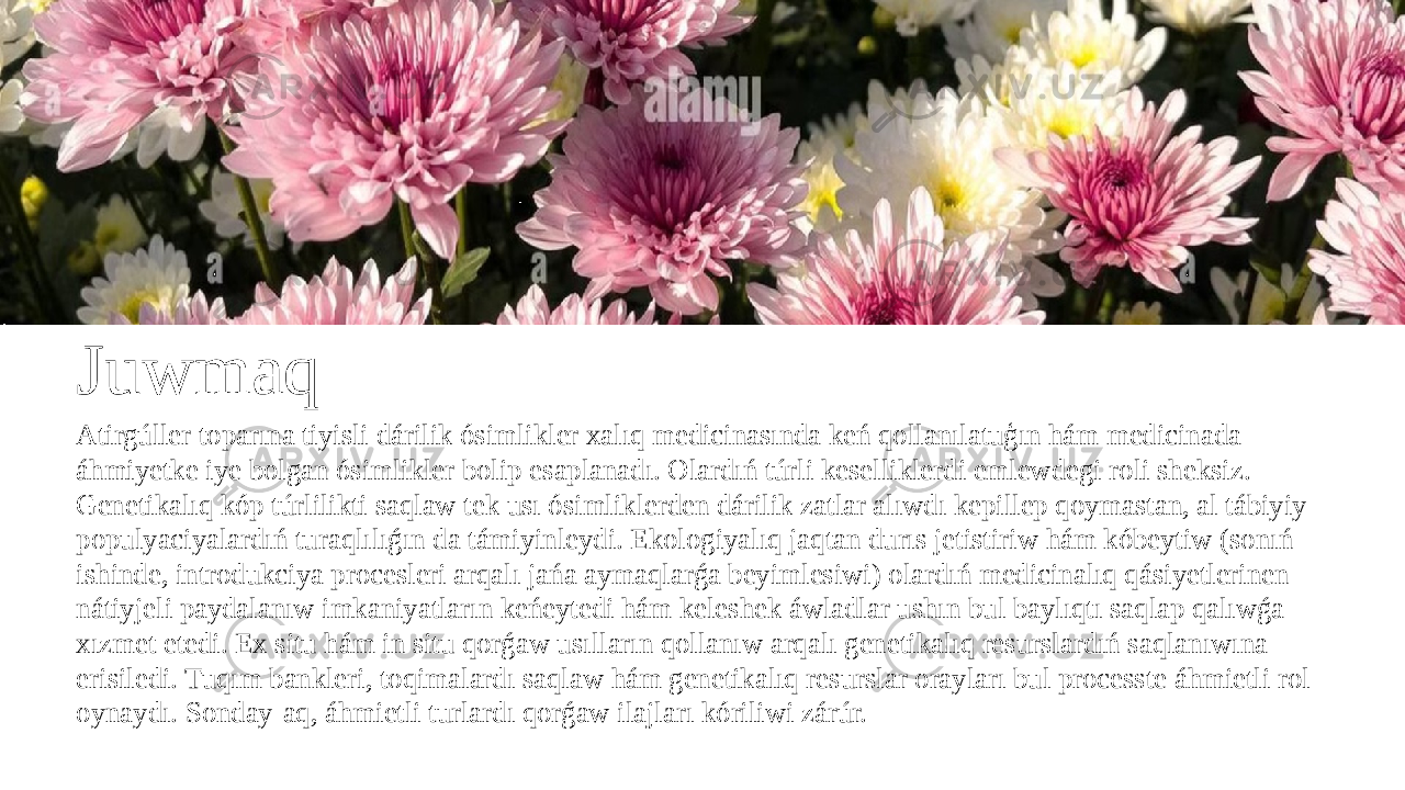 Juwmaq Atirgúller toparına tiyisli dárilik ósimlikler xalıq medicinasında keń qollanılatuģın hám medicinada áhmiyetke iye bolgan ósimlikler bolip esaplanadı. Olardıń túrli keselliklerdi emlewdegi roli sheksiz. Genetikalıq kóp túrlilikti saqlaw tek usı ósimliklerden dárilik zatlar alıwdı kepillep qoymastan, al tábiyiy populyaciyalardıń turaqlılıǵın da támiyinleydi. Ekologiyalıq jaqtan durıs jetistiriw hám kóbeytiw (sonıń ishinde, introdukciya procesleri arqalı jańa aymaqlarǵa beyimlesiwi) olardıń medicinalıq qásiyetlerinen nátiyjeli paydalanıw imkaniyatların keńeytedi hám keleshek áwladlar ushın bul baylıqtı saqlap qalıwǵa xızmet etedi. Ex situ hám in situ qorǵaw usılların qollanıw arqalı genetikalıq resurslardıń saqlanıwına erisiledi. Tuqım bankleri, toqimalardı saqlaw hám genetikalıq resurslar orayları bul processte áhmietli rol oynaydı. Sonday-aq, áhmietli turlardı qorǵaw ilajları kóriliwi zárúr. 