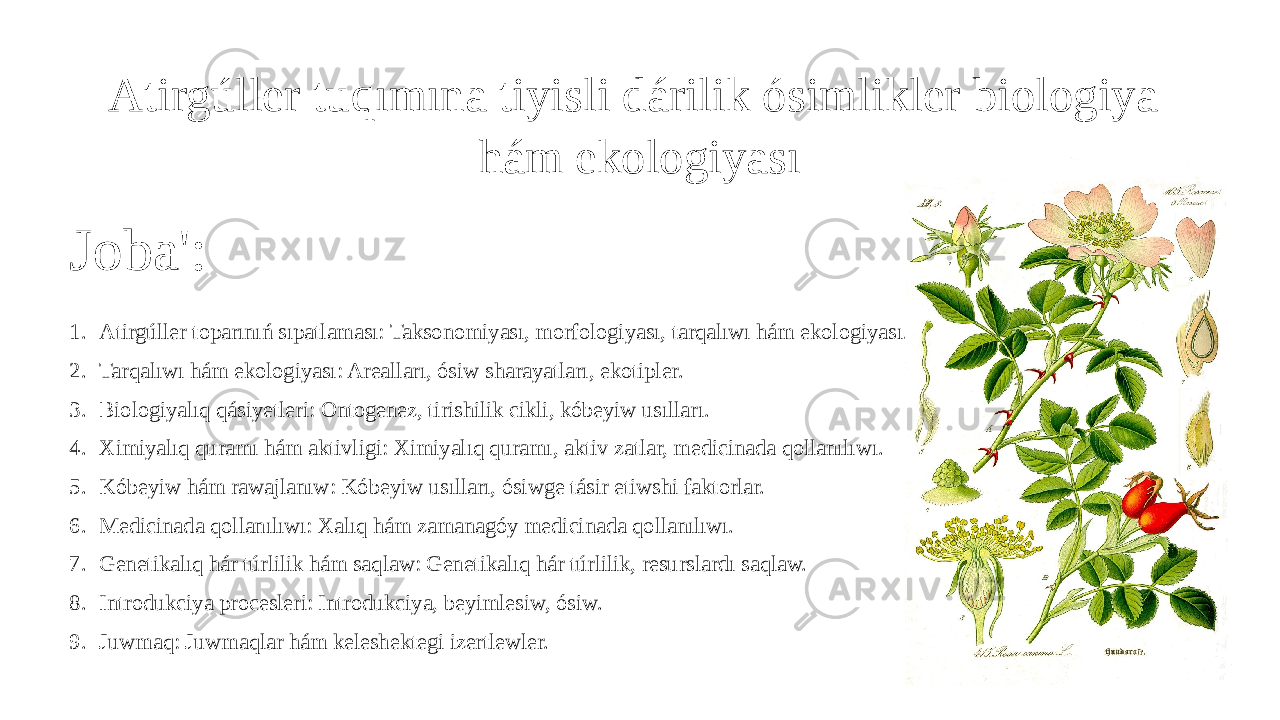 Atirgúller tuqımına tiyisli dárilik ósimlikler biologiya hám ekologiyası Joba&#39;: 1. Atirgúller toparınıń sıpatlaması: Taksonomiyası, morfologiyası, tarqalıwı hám ekologiyası. 2. Tarqalıwı hám ekologiyası: Arealları, ósiw sharayatları, ekotipler. 3. Biologiyalıq qásiyetleri: Ontogenez, tirishilik cikli, kóbeyiw usılları. 4. Ximiyalıq quramı hám aktivligi: Ximiyalıq quramı, aktiv zatlar, medicinada qollanılıwı. 5. Kóbeyiw hám rawajlanıw: Kóbeyiw usılları, ósiwge tásir etiwshi faktorlar. 6. Medicinada qollanılıwı: Xalıq hám zamanagóy medicinada qollanılıwı. 7. Genetikalıq hár túrlilik hám saqlaw: Genetikalıq hár túrlilik, resurslardı saqlaw. 8. Introdukciya procesleri: Introdukciya, beyimlesiw, ósiw. 9. Juwmaq: Juwmaqlar hám keleshektegi izertlewler. 