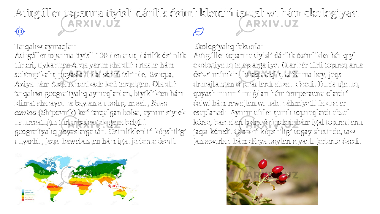 Atirgúller toparına tiyisli dárilik ósimliklerdiń tarqalıwı hám ekologiyası Tarqalıw aymaqları Atirgúller toparına tiyisli 100 den artıq dárilik ósimlik túrleri, tiykarınan Arqa yarım shardıń ortasha hám subtropikalıq poyaslarında, sonıń ishinde, Evropa, Aziya hám Arqa Amerikada keń tarqalgan. Olardıń tarqalıwı geografiyalıq aymaqlardan, biyiklikten hám klimat sharayatına baylanıslı bolıp, mısalı, Rosa canina (Shipovnik) keń tarqalgan bolsa, ayırım siyrek ushırasatuģın túrler bolsa tek gana belgili geografiyalıq poyaslarga tán. Ósimliklerdiń kópshiligi quyashlı, jaqsı hawalangan hám igal jerlerde ósedi. Ekologiyalıq faktorlar Atirgúller toparına tiyisli dárilik ósimlikler hár qıylı ekologiyalıq talaplarga iye. Olar hár túrli topıraqlarda ósiwi múmkin, biraq azıqlıq zatlarına bay, jaqsı drenajlangan topıraqlardı abzal kóredi. Duris ıǵallıq, quyash nurınıń muģdarı hám temperatura olardıń ósiwi hám rawajlanıwı ushın áhmiyetli faktorlar esaplanadı. Ayırım túrler qumlı topıraqlardı abzal kórse, basqaları bolsa ónimdarlı hám igal topıraqlardı jaqsı kóredi. Olardıń kópshiligi togay shetinde, taw janbawırları hám dárya boyları sıyaqlı jerlerde ósedi. 