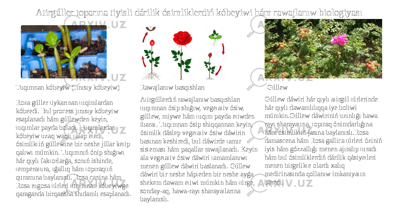 Atirgúller toparına tiyisli dárilik ósimliklerdiń kóbeyiwi hám rawajlanıw biologiyası Tuqımnan kóbeyiw (Jınısıy kóbeyiw) Roza gúller tiykarınan tuqimlardan kóbeedi. Bul process jınısıy kóbeyiw esaplanadı hám gúllewden keyin, tuqımlar payda boladı. Tuqımlardan kóbeyiw uzaq waqit talap etedi, ósimliktiń gúllewine bir neshe jillar ketip qalıwı múmkin. Tuqımnıń ónip shıǵıwı hár qıylı faktorlarǵa, sonıń ishinde, temperatura, ıǵallıq hám topıraqtıń quramına baylanıslı. Rosa canina hám Rosa rugosa túrleri tuqımnan kóbeyiwge qaraganda birqansha shıdamlı esaplanadı. Rawajlanıw basqıshları Atirgúllerdıń rawajlanıw basqıshları tuqımnan ósip shıǵıw, vegetativ ósiw, gúllew, miywe hám tuqım payda etiwden ibarat. Tuqımnan ósip shiqqannan keyin, ósimlik dáslep vegetativ ósiw dáwirin basınan keshiredi, bul dáwirde tamır sisteması hám paqallar rawajlanadı. Keyin ala vegetativ ósiw dáwiri tamamlanıwı menen gúllew dáwiri baslanadı. Gúllew dáwiri bir neshe hápteden bir neshe ayǵa shekem dawam etiwi múmkin hám túrge, sonday-aq, hawa-rayı sharayatlarına baylanıslı. Gúllew Gúllew dáwiri hár qıylı atirgúl túrlerinde hár qıylı dawamlılıqqa iye boliwi múmkin.Gúllew dáwiriniń uzınlıǵı hawa rayı sharayatına, topıraq ónimdarlıǵına hám ósimliktiń jasına baylanıslı.Rosa damascena hám Rosa gallica túrleri óziniń iyis hám gózzallıǵı menen ajıralıp turadı hám bul ósimliklerdiń dárilik qásiyetleri menen birgelikte olardı xalıq medicinasında qollanıw imkaniyatın beredi. 