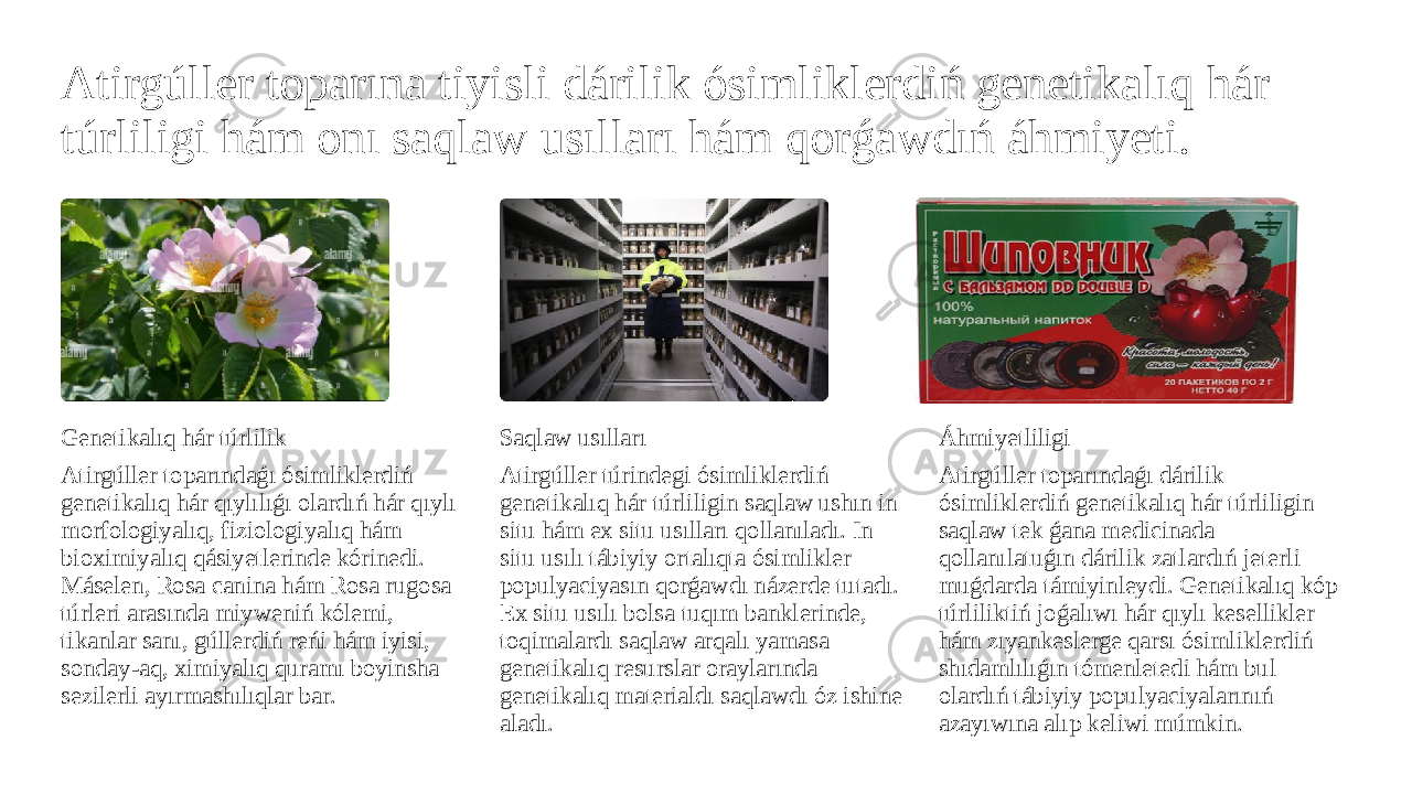 Atirgúller toparına tiyisli dárilik ósimliklerdiń genetikalıq hár túrliligi hám onı saqlaw usılları hám qorǵawdıń áhmiyeti. Genetikalıq hár túrlilik Atirgúller toparındaǵı ósimliklerdiń genetikalıq hár qıylılıǵı olardıń hár qıylı morfologiyalıq, fiziologiyalıq hám bioximiyalıq qásiyetlerinde kórinedi. Máselen, Rosa canina hám Rosa rugosa túrleri arasında miyweniń kólemi, tikanlar sanı, gúllerdiń reńi hám iyisi, sonday-aq, ximiyalıq quramı boyinsha sezilerli ayırmashılıqlar bar. Saqlaw usılları Atirgúller túrindegi ósimliklerdiń genetikalıq hár túrliligin saqlaw ushın in situ hám ex situ usılları qollanıladı. In situ usılı tábiyiy ortalıqta ósimlikler populyaciyasın qorǵawdı názerde tutadı. Ex situ usılı bolsa tuqım banklerinde, toqimalardı saqlaw arqalı yamasa genetikalıq resurslar oraylarında genetikalıq materialdı saqlawdı óz ishine aladı. Áhmiyetliligi Atirgúller toparındaǵı dárilik ósimliklerdiń genetikalıq hár túrliligin saqlaw tek ǵana medicinada qollanılatuǵın dárilik zatlardıń jeterli muǵdarda támiyinleydi. Genetikalıq kóp túrliliktiń joǵalıwı hár qıylı kesellikler hám zıyankeslerge qarsı ósimliklerdiń shıdamlılıǵın tómenletedi hám bul olardıń tábiyiy populyaciyalarınıń azayıwına alıp keliwi múmkin. 