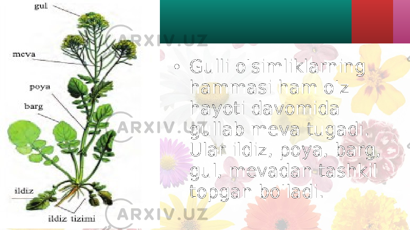 • Gulli o&#39;simliklarning hammasi ham o&#39;z hayoti davomida gullab meva tugadi. Ular ildiz, poya, barg, gul, mevadan tashkil topgan bo&#39;ladi. 