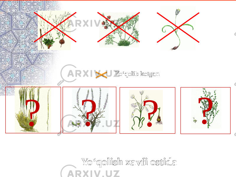 Lepidium Subcordatum Botch. et Vved Malococarpus crithmifolius Tulipa Sogdiana Bunge Tulipa buhseana Euphorbia sclerociathium KorovSalsola chiwensis M.Popstipa aktaunesis Roshev ?? ? ? Yo‘qolish xavfi ostida Yo‘qolib ketgan 