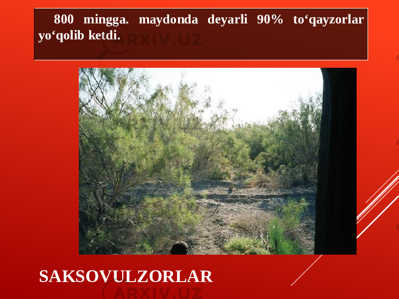 SAKSOVULZORLAR 800 mingga. maydonda deyarli 90% to‘qayzorlar yo‘qolib ketdi. 