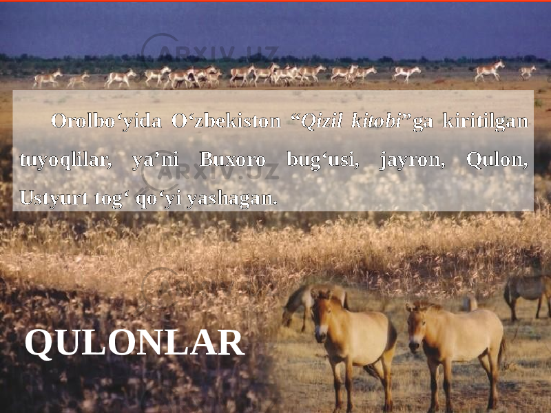 QULONLAR Orolbo‘yida O‘zbekiston “ Qizil kitobi ”ga kiritilgan tuyoqlilar, ya’ni Buxoro bug‘usi, jayron, Qulon, Ustyurt tog‘ qo‘yi yashagan. 