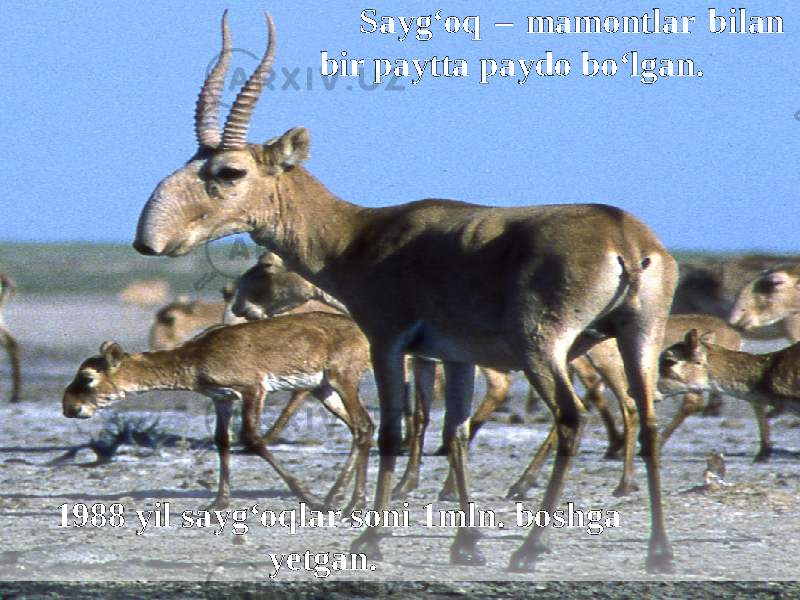 Sayg‘oq – mamontlar bilan bir paytta paydo bo‘lgan. 1988 yil sayg‘oqlar soni 1mln. boshga yetgan. 