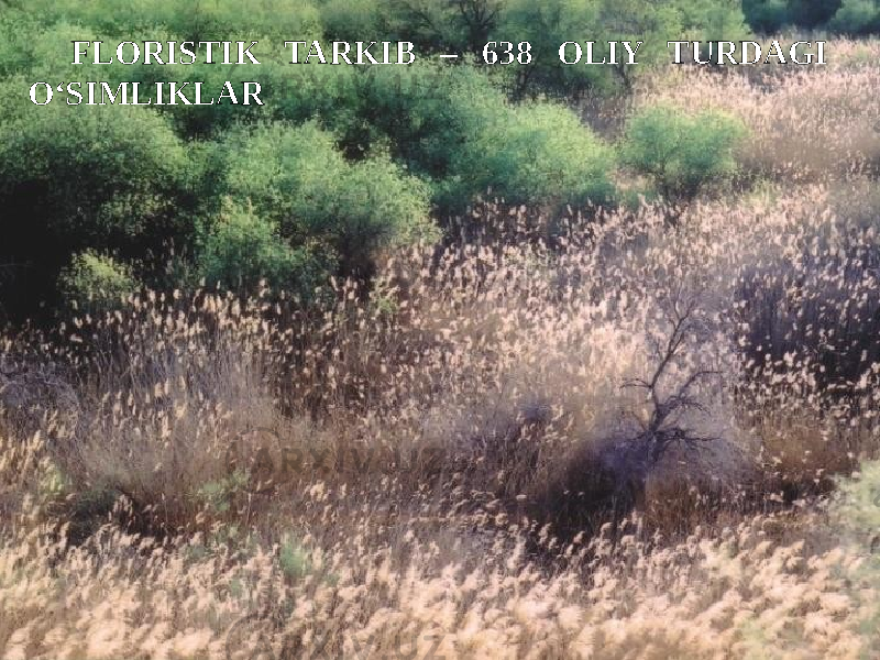 FLORISTIK TARKIB – 638 OLIY TURDAGI O‘SIMLIKLAR 