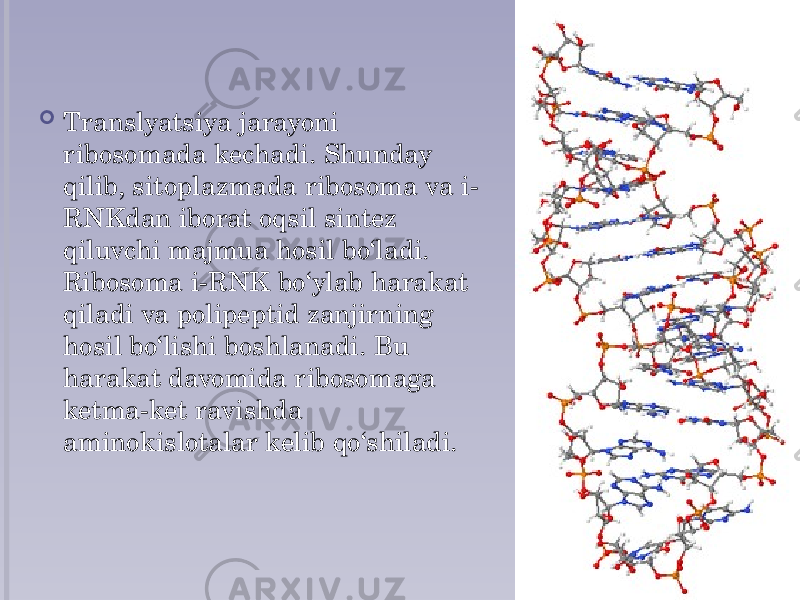  Translyatsiya jarayoni ribosomada kechadi. Shunday qilib, sitoplazmada ribosoma va i- RNKdan iborat oqsil sintez qiluvchi majmua hosil bo‘ladi. Ribosoma i-RNK bo‘ylab harakat qiladi va polipeptid zanjirning hosil bo‘lishi boshlanadi. Bu harakat davomida ribosomaga ketma-ket ravishda aminokislotalar kelib qo‘shiladi. 