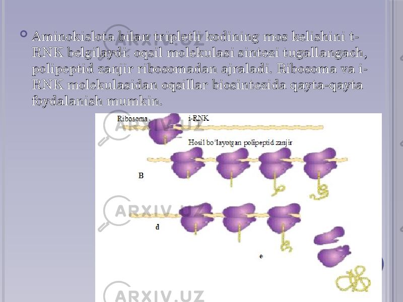 Aminokislota bilan tripletli kodining mos kelishini t- RNK belgilaydi. oqsil molekulasi sintezi tugallangach, polipeptid zanjir ribosomadan ajraladi. Ribosoma va i- RNK molekulasidan oqsillar biosintezida qayta-qayta foydalanish mumkin. 