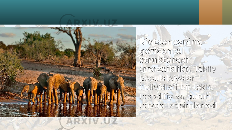 • Biotsenozning gorizontal strukturasi (mozaiklik). Tabiiy populatsiyalar individlari bir tekis, tasodifiy va guruhli tarzda taqsimlanadi 