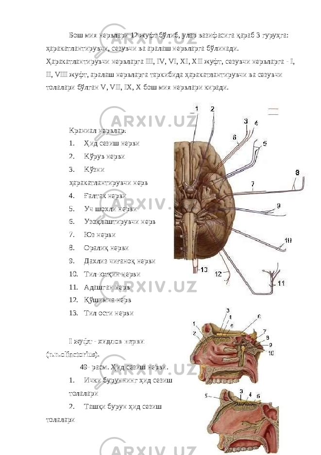 Бош мия нервлари 12 жуфт бўлиб, улар вазифасига қараб 3 гуруҳга: ҳаракатлантирувчи, сезувчи ва аралаш нервларга бўлинади. Ҳаракатлантирувчи нервларга III, IV, VI, XI, XII жуфт, сезувчи нервларга - I, II, VIII жуфт, аралаш нервларга таркибида ҳаракатлантирувчи ва сезувчи толалари бўлган V, VII, IX, X бош мия нервлари киради. Kраниал нервлар. 1. Ҳид сезиш нерви 2. Kўрув нерви 3. Kўзни ҳаракатлантирувчи нерв 4. Ғалтак нерви 5. Уч шохли нерви 6. Узоқлаштирувчи нерв 7. Юз нерви 8. Oралиқ нерви 9. Дахлиз чиғаноқ нерви 10. Tил-ютқин нерви 11. Aдашган нерв 12. Қўшимча нерв 13. Tил ости нерви I жуфт - хидлов нерви (n.n.olfactorius). 49- расм. Ҳид сезиш нерви. 1. Ички буруннинг ҳид сезиш толалари 2. Ташқи бурун ҳид сезиш толалари 