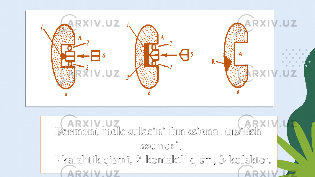  Ferment molekulasini funksional tuzilish sxemasi : 1-katalitik qismi, 2-kontaktli qism, 3-kofaktor. 