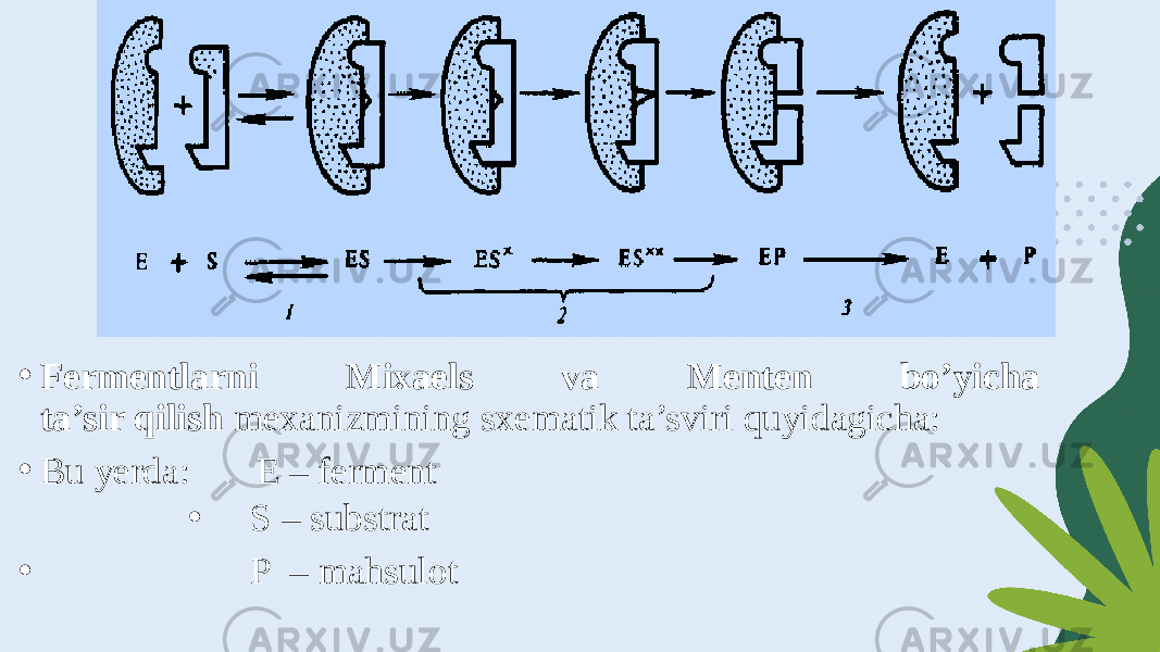 • Fermentlarni Mixaels va Menten bo’yicha ta’sir qilish mexanizmining sxematik ta’sviri quyidagicha: • Bu yerda: E – ferment • Ѕ – substrat • P – mahsulot 