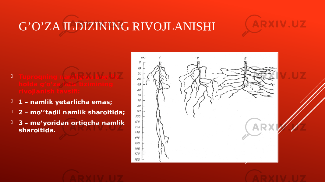 G’O’ZA ILDIZINING RIVOJLANISHI  Tuproqning namligiga bogʼliq holda gʼoʼza ildiz tizimining rivojlanish tavsifi:  1 – namlik yetarlicha emas;  2 – moʼʼtadil namlik sharoitida;  3 – meʼyoridan ortiqcha namlik sharoitida. 