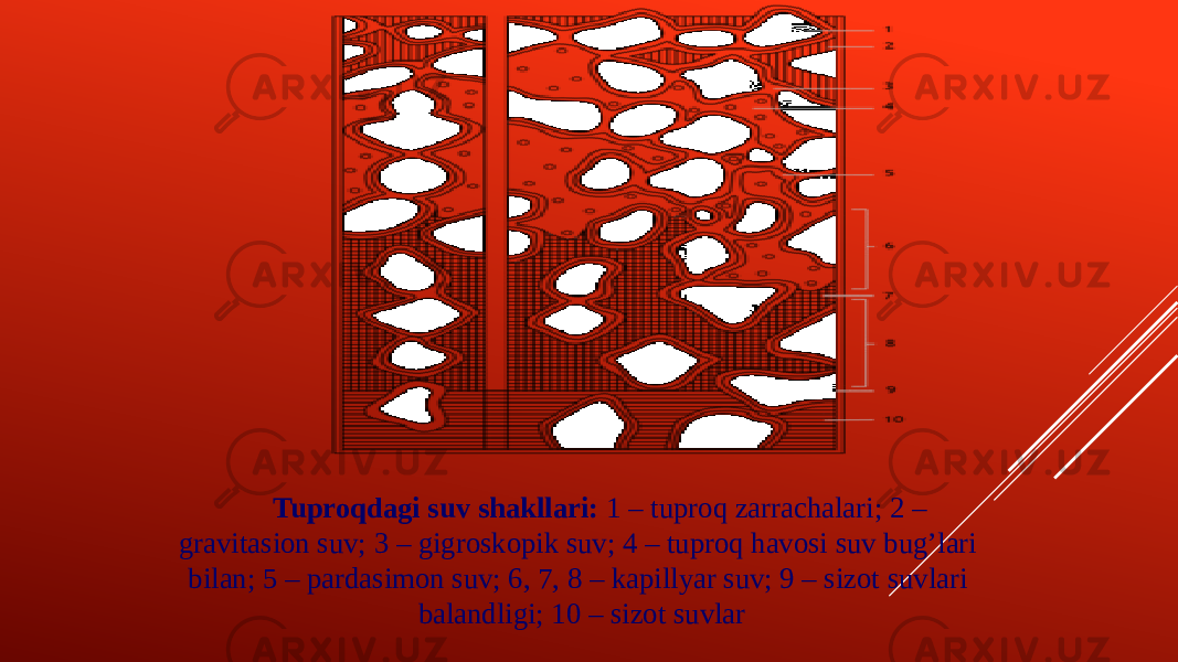 Tuproqdagi suv shakllari: 1 – tuproq zarrachalari; 2 – gravitasion suv; 3 – gigroskopik suv; 4 – tuproq havosi suv bug’lari bilan; 5 – pardasimon suv; 6, 7, 8 – kapillyar suv; 9 – sizot suvlari balandligi; 10 – sizot suvlar 