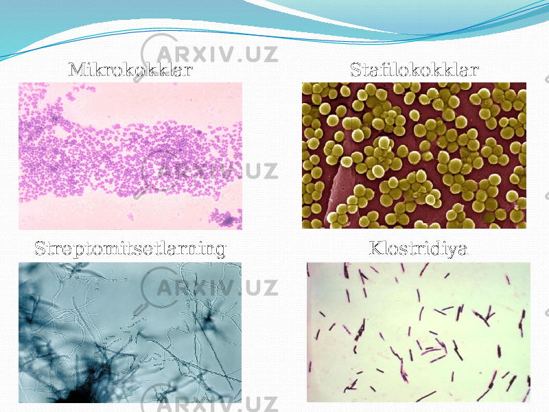 Streptomitsetlarning KlostridiyaStafilokokklarMikrokokklar 