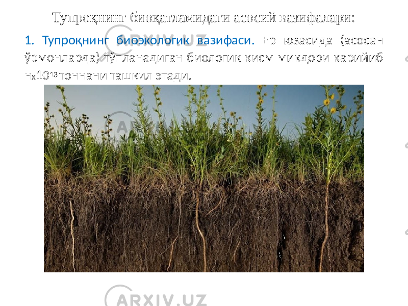Тупроқнинг биоқатламидаги асосий вазифалари: 1. Тупроқнинг биоэкологик вазифаси. Ер юзасида (асосан ўрмонларда) тўпланадиган биологик қисм миқдори қарийиб н х 10 13 тоннани ташкил этади. 