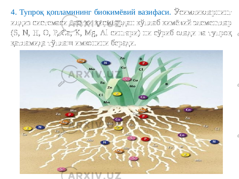 4. Тупроқ қопламининг биокимёвий вазифаси. Ўсимликларнинг илдиз системаси пастки қисмлардан кўплаб кимёвий элементлар (S, N, Н, О, Р, Са, К, Mg, Аl сингари) ни сўриб олади ва тупроқ қатламида тўплаш имконини беради. 