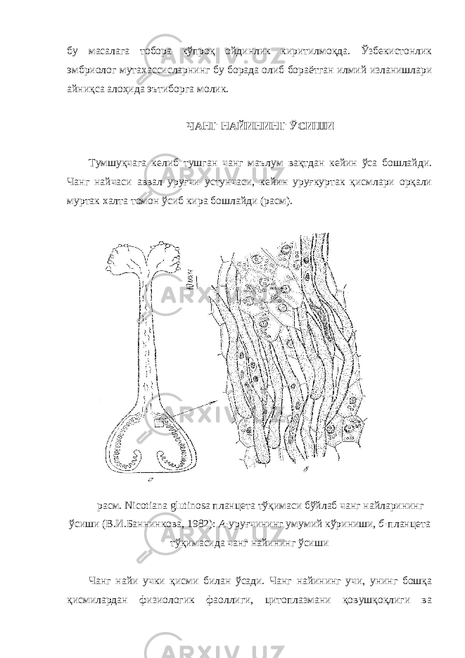 бу масалага тобора кўпроқ ойдинлик киритилмоқда. Ўзбекистонлик эмбриолог мутахассисларнинг бу борада олиб бораётган илмий изланишлари айниқса алоҳида эътиборга молик. ЧАНГ НАЙИНИНГ ЎСИШИ Тумшуқчага келиб тушган чанг маълум вақтдан кейин ўса бошлайди. Чанг найчаси аввал уруғчи устунчаси, кейин уруғкуртак қисмлари орқали муртак халта томон ўсиб кира бошлайди (расм). расм. Nicotiana glutinosa планцета тўқимаси бўйлаб чанг найларининг ўсиши (В.И.Баннинкова, 1982): А- уруғчининг умумий кўриниши, б- планцета тўқимасида чанг найининг ўсиши Чанг найи учки қисми билан ўсади. Чанг найининг учи, унинг бошқа қисмилардан физиологик фаоллиги, цитоплазмани қовушқоқлиги ва 