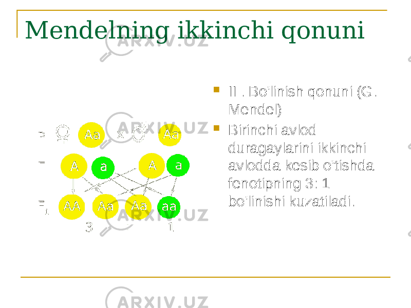 Mendelning ikkinchi qonuni  II . Bo&#39;linish qonuni (G. Mendel)  Birinchi avlod duragaylarini ikkinchi avlodda kesib o&#39;tishda fenotipning 3: 1 bo&#39;linishi kuzatiladi. 