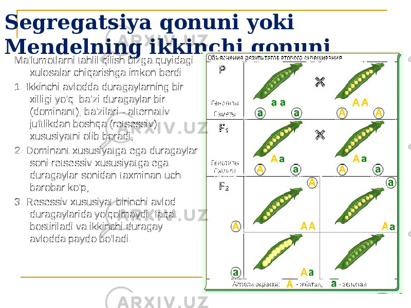 Segregatsiya qonuni yoki Mendelning ikkinchi qonuni Ma&#39;lumotlarni tahlil qilish bizga quyidagi xulosalar chiqarishga imkon berdi: 1. Ikkinchi avlodda duragaylarning bir xilligi yo&#39;q: ba&#39;zi duragaylar bir (dominant), ba&#39;zilari - alternativ juftlikdan boshqa (retsessiv) xususiyatni olib boradi; 2. Dominant xususiyatga ega duragaylar soni retsessiv xususiyatga ega duragaylar sonidan taxminan uch barobar ko&#39;p; 3. Resessiv xususiyat birinchi avlod duragaylarida yo&#39;qolmaydi, faqat bostiriladi va ikkinchi duragay avlodda paydo bo&#39;ladi. 