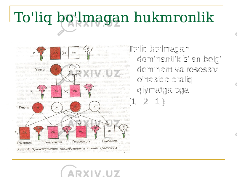 To&#39;liq bo&#39;lmagan hukmronlik To&#39;liq bo&#39;lmagan dominantlik bilan belgi dominant va resessiv o&#39;rtasida oraliq qiymatga ega (1 : 2 : 1 ) 