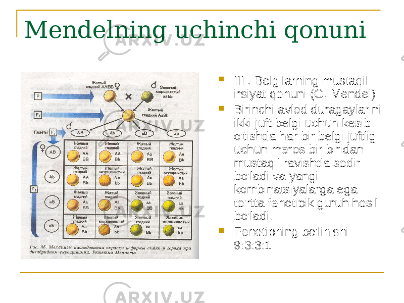 Mendelning uchinchi qonuni  III . Belgilarning mustaqil irsiyat qonuni (G. Mendel)  Birinchi avlod duragaylarini ikki juft belgi uchun kesib o&#39;tishda har bir belgi juftligi uchun meros bir-biridan mustaqil ravishda sodir bo&#39;ladi va yangi kombinatsiyalarga ega to&#39;rtta fenotipik guruh hosil bo&#39;ladi.  Fenotipning bo&#39;linishi 9:3:3:1 