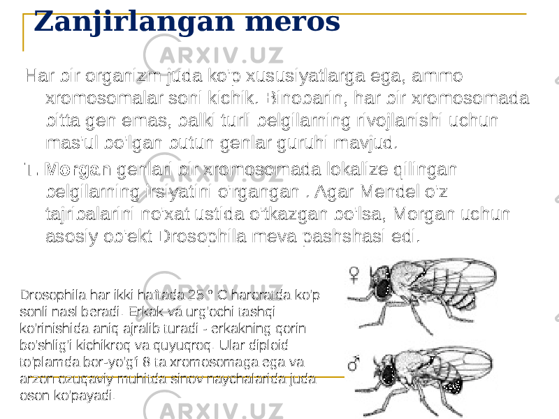 Zanjirlangan meros Har bir organizm juda ko&#39;p xususiyatlarga ega, ammo xromosomalar soni kichik. Binobarin, har bir xromosomada bitta gen emas, balki turli belgilarning rivojlanishi uchun mas&#39;ul bo&#39;lgan butun genlar guruhi mavjud. T. Morgan genlari bir xromosomada lokalize qilingan belgilarning irsiyatini o&#39;rgangan . Agar Mendel o&#39;z tajribalarini no&#39;xat ustida o&#39;tkazgan bo&#39;lsa, Morgan uchun asosiy ob&#39;ekt Drosophila meva pashshasi edi. Drosophila har ikki haftada 25 ° C haroratda ko&#39;p sonli nasl beradi. Erkak va urg&#39;ochi tashqi ko&#39;rinishida aniq ajralib turadi - erkakning qorin bo&#39;shlig&#39;i kichikroq va quyuqroq. Ular diploid to&#39;plamda bor-yo&#39;g&#39;i 8 ta xromosomaga ega va arzon ozuqaviy muhitda sinov naychalarida juda oson ko&#39;payadi. 