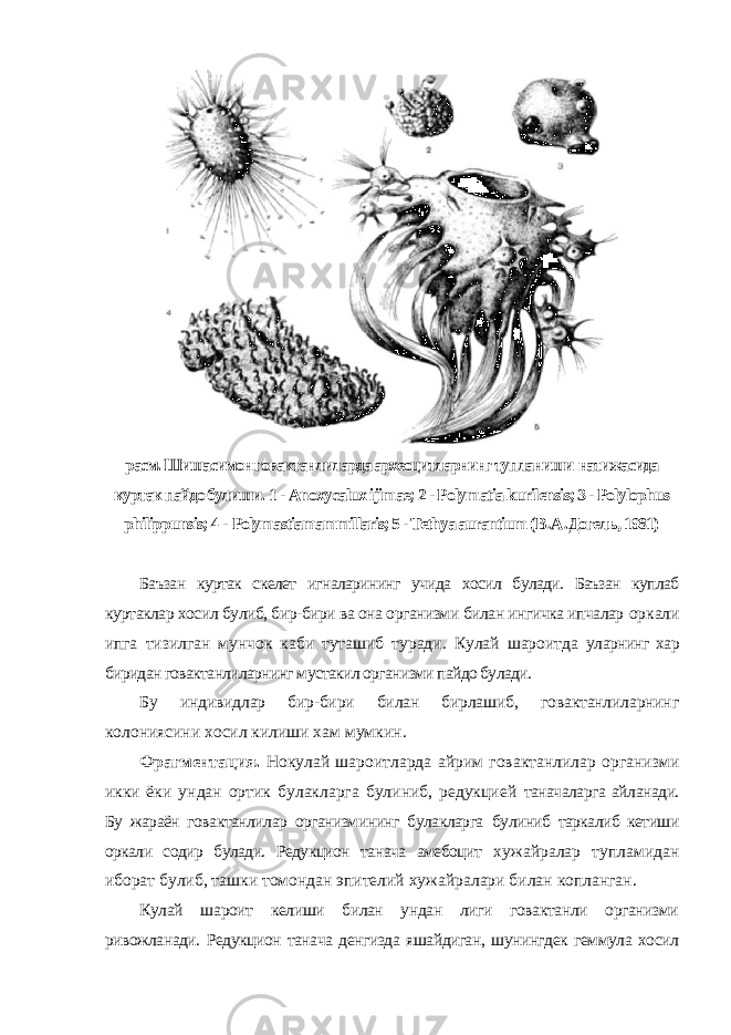 расм. Шишасимон говактанлиларда археоцитларнинг тупланиши натижасида куртак пайдо булиши. 1 - Anoxycalux ijimae; 2 - Polymatia kurilensis; 3 - Polylophus philippunsis; 4 - Polymastiamammillaris; 5 - Tethya aurantium ( В . А . Догель , 1981) Баъзан куртак скелет игналарининг учида хосил булади. Баъзан куплаб куртаклар хосил булиб, бир-бири ва она организми билан ингичка ипчалар оркали ипга тизилган мунчок каби туташиб туради. Кулай шароитда уларнинг хар биридан говактанлиларнинг мустакил организми пайдо булади. Бу индивидлар бир-бири билан бирлашиб, говактанлиларнинг колониясини хосил килиши хам мумкин. Фрагментация. Нокулай шароитларда айрим говактанлилар организми икки ёки ундан ортик булакларга булиниб, редукцией таначаларга айланади. Бу жараён говактанлилар организмининг булакларга булиниб таркалиб кетиши оркали содир булади. Редукцион танача амебоцит хужайралар тупламидан иборат булиб, ташки томондан эпителий хужайралари билан копланган. Кулай шароит келиши билан ундан лиги говактанли организми ривожланади. Редукцион танача денгизда яшайдиган, шунингдек геммула хосил 