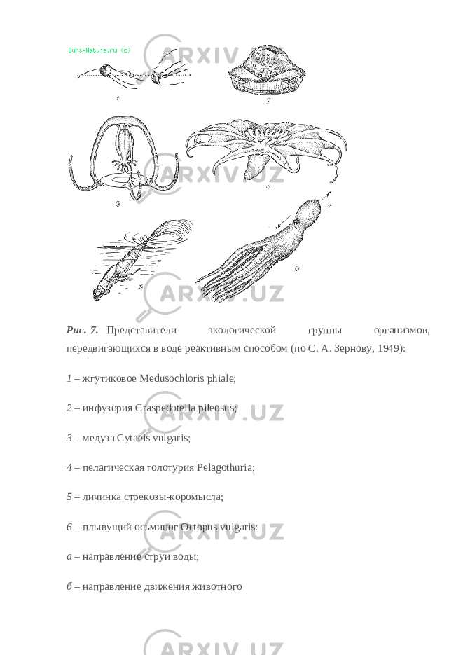 Рис.   7.       Представители экологической группы организмов, передвигающихся в воде реактивным способом (по С. A. Зернову, 1949): 1   –   жгутиковое Medusochloris phiale; 2   –   инфузория Craspedotella pileosus; 3   –   медуза Cytaeis vulgaris; 4   –   пелагическая голотурия Pelagothuria; 5   –   личинка стрекозы - коромысла; 6   –   плывущий осьминог Octopus vulgaris: а   –   направление струи воды; б   –   направление движения животного 