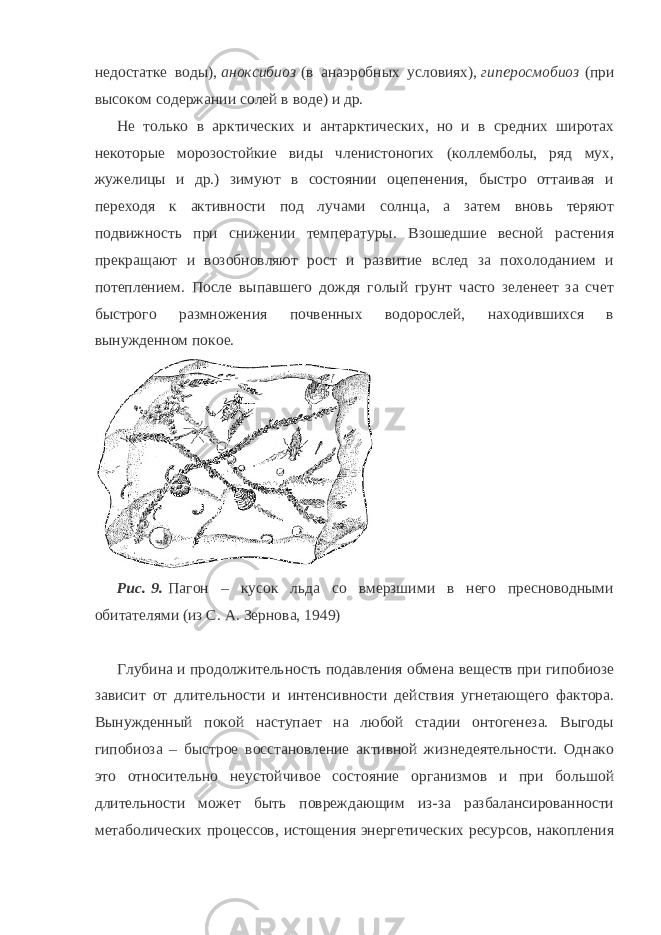 недостатке воды),   аноксибиоз   (в анаэробных условиях),   гиперосмобиоз   (при высоком содержании солей в воде) и др. He только в арктических и антарктических, но и в средних широтах некоторые морозостойкие виды членистоногих (коллемболы, ряд мух, жужелицы и др.) зимуют в состоянии оцепенения, быстро оттаивая и переходя к активности под лучами солнца, а затем вновь теряют подвижность при снижении температуры. Взошедшие весной растения прекращают и возобновляют рост и развитие вслед за похолоданием и потеплением. После выпавшего дождя голый грунт часто зеленеет за счет быстрого размножения почвенных водорослей, находившихся в вынужденном покое. Рис.   9.   Пагон – кусок льда со вмерзшими в него пресноводными обитателями (из С. А. Зернова, 1949) Глубина и продолжительность подавления обмена веществ при гипобиозе зависит от длительности и интенсивности действия угнетающего фактора. Вынужденный покой наступает на любой стадии онтогенеза. Выгоды гипобиоза – быстрое восстановление активной жизнедеятельности. Однако это относительно неустойчивое состояние организмов и при большой длительности может быть повреждающим из-за разбалансированности метаболических процессов, истощения энергетических ресурсов, накопления 