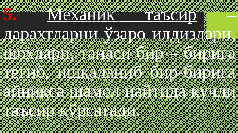 5. Механик таъсир – дарахтларни ўзаро илдизлари, шохлари, танаси бир – бирига тегиб, ишқаланиб бир-бирига айниқса шамол пайтида кучли таъсир кўрсатади. 