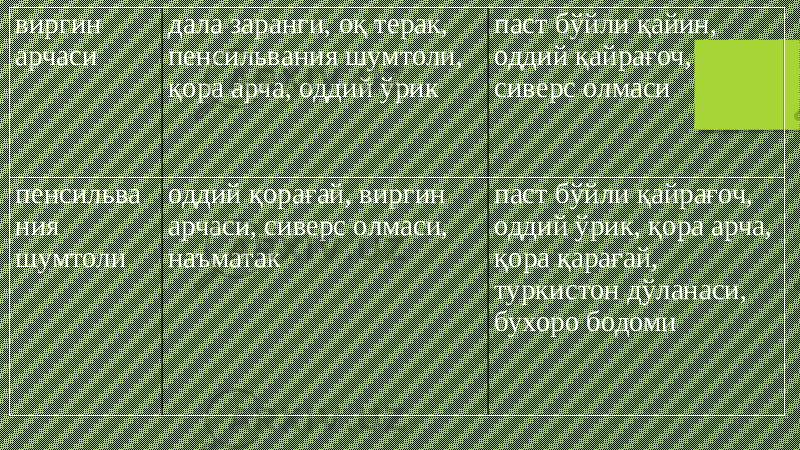 виргин арчаси дала заранги, оқ терак, пенсильвания шумтоли, қора арча, оддий ўрик паст бўйли қайин, оддий қайрағоч, сиверс олмаси пенсильва ния шумтоли оддий қорағай, виргин арчаси, сиверс олмаси, наъматак паст бўйли қайрағоч, оддий ўрик, қора арча, қора қарағай, туркистон дўланаси, бухоро бодоми 