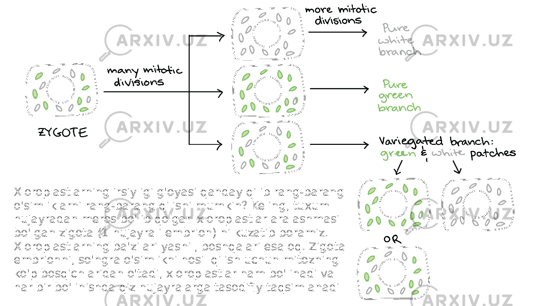 Xloroplastlarning irsiyligi g&#39;oyasi qanday qilib rang-barang o&#39;simliklarni rang-barang qilishi mumkin? Keling, tuxum hujayradan meros bo&#39;lib qolgan xloroplastlar aralashmasi bo&#39;lgan zigota (1 hujayrali embrion) ni kuzatib boramiz. Xloroplastlarning ba&#39;zilari yashil, boshqalari esa oq. Zigota embrionni, so&#39;ngra o&#39;simlikni hosil qilish uchun mitozning ko&#39;p bosqichlaridan o&#39;tadi, xloroplastlar ham bo&#39;linadi va har bir bo&#39;linishda qiz hujayralarga tasodifiy taqsimlanadi 