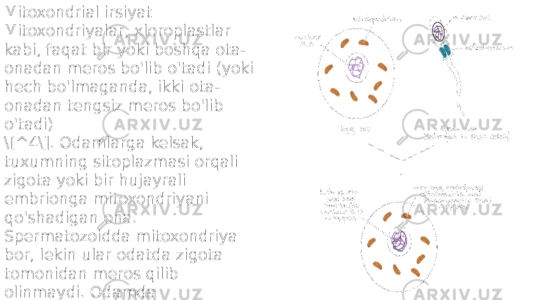 Mitoxondrial irsiyat Mitoxondriyalar, xloroplastlar kabi, faqat bir yoki boshqa ota- onadan meros bo&#39;lib o&#39;tadi (yoki hech bo&#39;lmaganda, ikki ota- onadan tengsiz meros bo&#39;lib o&#39;tadi) \[^4\]. Odamlarga kelsak, tuxumning sitoplazmasi orqali zigota yoki bir hujayrali embrionga mitoxondriyani qo&#39;shadigan ona. Spermatozoidda mitoxondriya bor, lekin ular odatda zigota tomonidan meros qilib olinmaydi. Odamda mitoxondriyaning otadan meros bo&#39;lib qolganligi haqida xabar berilgan, ammo bu juda kam uchraydi 