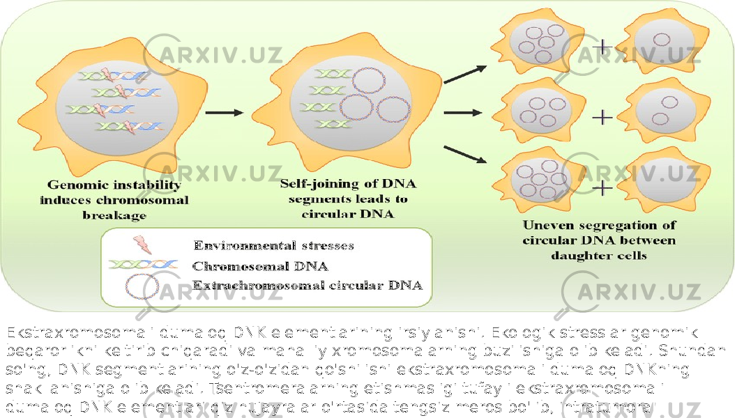 Ekstraxromosomali dumaloq DNK elementlarining irsiylanishi. Ekologik stresslar genomik beqarorlikni keltirib chiqaradi va mahalliy xromosomalarning buzilishiga olib keladi. Shundan so&#39;ng, DNK segmentlarining o&#39;z-o&#39;zidan qo&#39;shilishi ekstraxromosomali dumaloq DNKning shakllanishiga olib keladi. Tsentromeralarning etishmasligi tufayli ekstraxromosomali dumaloq DNK elementlari qiz hujayralar o&#39;rtasida tengsiz meros bo&#39;lib, intratumoral heterojenlik va saraton hujayralari rivojlanishiga yordam beradi. 