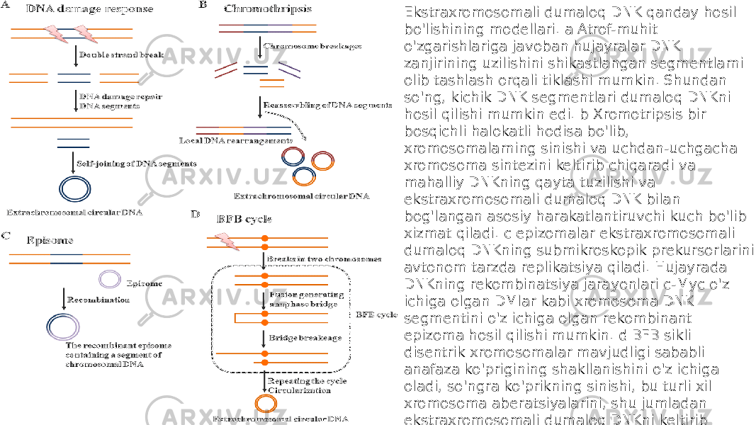 Ekstraxromosomali dumaloq DNK qanday hosil bo&#39;lishining modellari. a Atrof-muhit o&#39;zgarishlariga javoban hujayralar DNK zanjirining uzilishini shikastlangan segmentlarni olib tashlash orqali tiklashi mumkin. Shundan so&#39;ng, kichik DNK segmentlari dumaloq DNKni hosil qilishi mumkin edi. b Xromotripsis bir bosqichli halokatli hodisa bo&#39;lib, xromosomalarning sinishi va uchdan-uchgacha xromosoma sintezini keltirib chiqaradi va mahalliy DNKning qayta tuzilishi va ekstraxromosomali dumaloq DNK bilan bog&#39;langan asosiy harakatlantiruvchi kuch bo&#39;lib xizmat qiladi. c epizomalar ekstraxromosomali dumaloq DNKning submikroskopik prekursorlarini avtonom tarzda replikatsiya qiladi. Hujayrada DNKning rekombinatsiya jarayonlari c-Myc o&#39;z ichiga olgan DMlar kabi xromosoma DNK segmentini o&#39;z ichiga olgan rekombinant epizoma hosil qilishi mumkin. d BFB sikli disentrik xromosomalar mavjudligi sababli anafaza ko&#39;prigining shakllanishini o&#39;z ichiga oladi, so&#39;ngra ko&#39;prikning sinishi, bu turli xil xromosoma aberatsiyalarini, shu jumladan ekstraxromosomali dumaloq DNKni keltirib chiqaradi. 