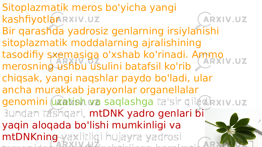 Sitoplazmatik meros bo&#39;yicha yangi kashfiyotlar Bir qarashda yadrosiz genlarning irsiylanishi sitoplazmatik moddalarning ajralishining tasodifiy sxemasiga o&#39;xshab ko&#39;rinadi. Ammo merosning ushbu usulini batafsil ko&#39;rib chiqsak, yangi naqshlar paydo bo&#39;ladi, ular ancha murakkab jarayonlar organellalar genomini uzatish va saqlashga ta&#39;sir qiladi. Bundan tashqari, mtDNK yadro genlari bilan yaqin aloqada bo&#39;lishi mumkinligi va mtDNKning yaxlitligi hujayra yadrosi tomonidan muvofiqlashtirilgan harakatlar bilan bog&#39;liq bo&#39;lishi mumkinligi aniq bo&#39;ldi . 