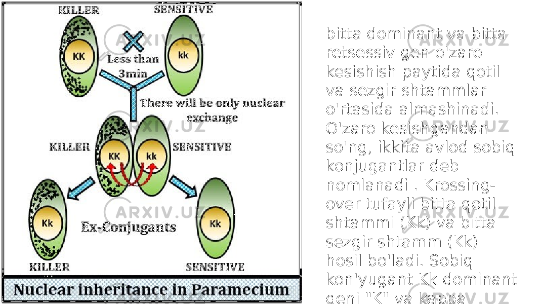bitta dominant va bitta retsessiv gen o&#39;zaro kesishish paytida qotil va sezgir shtammlar o&#39;rtasida almashinadi. O&#39;zaro kesishgandan so&#39;ng, ikkita avlod sobiq konjugantlar deb nomlanadi . Krossing- over tufayli bitta qotil shtammi (Kk) va bitta sezgir shtamm (Kk) hosil bo&#39;ladi. Sobiq kon&#39;yugant Kk dominant geni &#34;K&#34; va kappa zarralari tufayli o&#39;zini qotil shtammi kabi tutadi. 