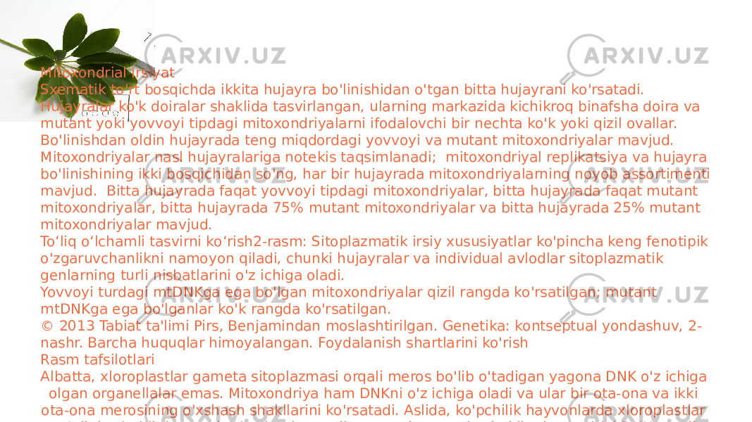 Mitoxondrial irsiyat Sxematik to&#39;rt bosqichda ikkita hujayra bo&#39;linishidan o&#39;tgan bitta hujayrani ko&#39;rsatadi. Hujayralar ko&#39;k doiralar shaklida tasvirlangan, ularning markazida kichikroq binafsha doira va mutant yoki yovvoyi tipdagi mitoxondriyalarni ifodalovchi bir nechta ko&#39;k yoki qizil ovallar. Bo&#39;linishdan oldin hujayrada teng miqdordagi yovvoyi va mutant mitoxondriyalar mavjud. Mitoxondriyalar nasl hujayralariga notekis taqsimlanadi; mitoxondriyal replikatsiya va hujayra bo&#39;linishining ikki bosqichidan so&#39;ng, har bir hujayrada mitoxondriyalarning noyob assortimenti mavjud. Bitta hujayrada faqat yovvoyi tipdagi mitoxondriyalar, bitta hujayrada faqat mutant mitoxondriyalar, bitta hujayrada 75% mutant mitoxondriyalar va bitta hujayrada 25% mutant mitoxondriyalar mavjud. Toʻliq oʻlchamli tasvirni koʻrish2-rasm: Sitoplazmatik irsiy xususiyatlar ko&#39;pincha keng fenotipik o&#39;zgaruvchanlikni namoyon qiladi, chunki hujayralar va individual avlodlar sitoplazmatik genlarning turli nisbatlarini o&#39;z ichiga oladi. Yovvoyi turdagi mtDNKga ega bo&#39;lgan mitoxondriyalar qizil rangda ko&#39;rsatilgan; mutant mtDNKga ega bo&#39;lganlar ko&#39;k rangda ko&#39;rsatilgan. © 2013 Tabiat ta&#39;limi Pirs, Benjamindan moslashtirilgan. Genetika: kontseptual yondashuv, 2- nashr. Barcha huquqlar himoyalangan. Foydalanish shartlarini ko&#39;rish Rasm tafsilotlari Albatta, xloroplastlar gameta sitoplazmasi orqali meros bo&#39;lib o&#39;tadigan yagona DNK o&#39;z ichiga olgan organellalar emas. Mitoxondriya ham DNKni o&#39;z ichiga oladi va ular bir ota-ona va ikki ota-ona merosining o&#39;xshash shakllarini ko&#39;rsatadi. Aslida, ko&#39;pchilik hayvonlarda xloroplastlar yo&#39;qligi sababli, hayvonlarda sitoplazmatik merosning asosiy shakli mitoxondrial DNK orqali amalga oshiriladi , bu mtDNK deb nomlanadi. 