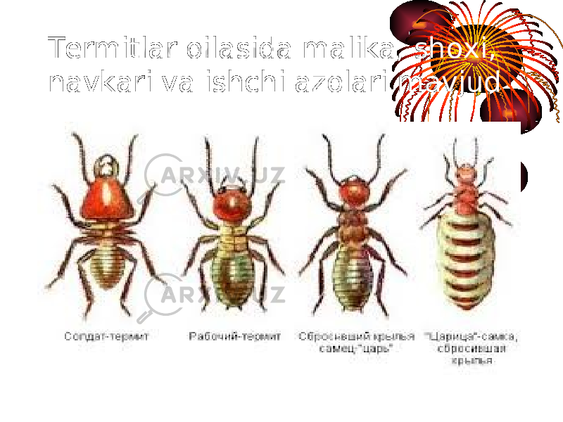 Termitlar oilasida malika, shoxi, navkari va ishchi azolari mavjud 