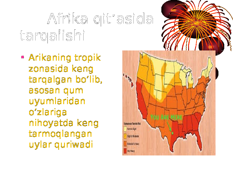  Afrika qit’asida tarqalishi • Arikaning tropik zonasida keng tarqalgan bo’lib, asosan qum uyumlaridan o’zlariga nihoyatda keng tarmoqlangan uylar quriwadi 