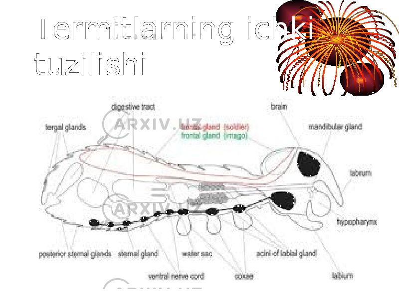 Termitlarning ichki tuzilishi 