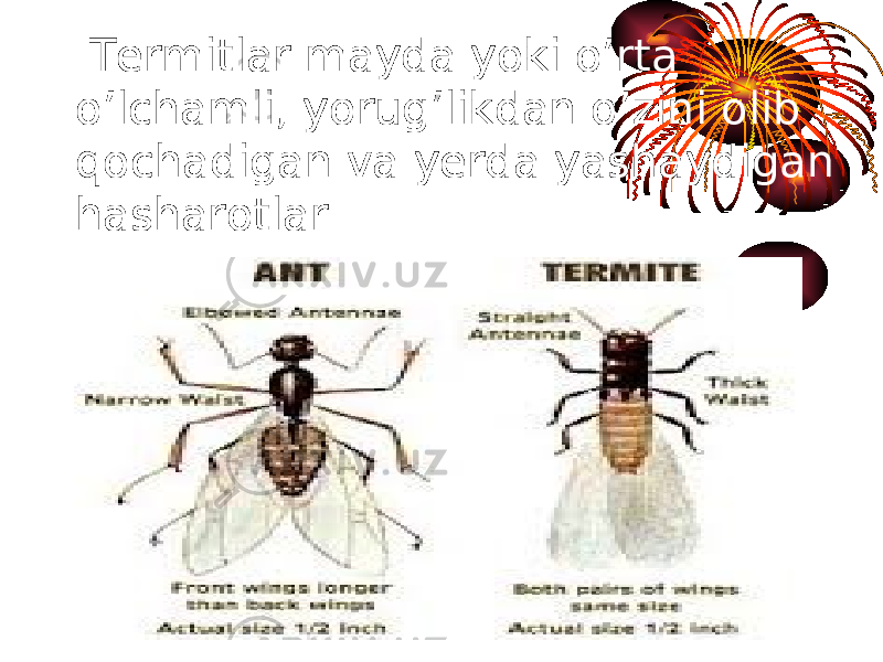  Termitlar mayda yoki o’rta o’lchamli, yorug’likdan o’zini olib qochadigan va yerda yashaydigan hasharotlar. 