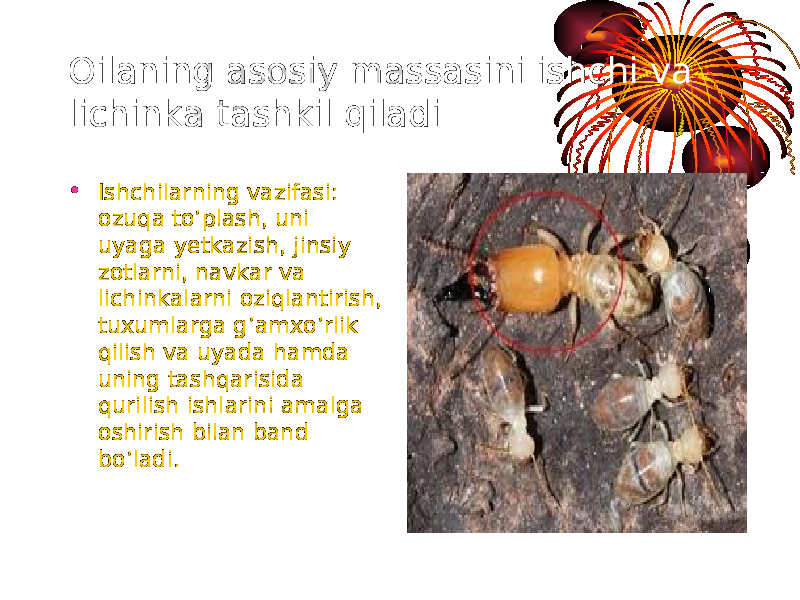 Oilaning asosiy massasini ishchi va lichinka tashkil qiladi • Ishchilarning vazifasi: ozuqa to’plash, uni uyaga yetkazish, jinsiy zotlarni, navkar va lichinkalarni oziqlantirish, tuxumlarga g’amxo’rlik qilish va uyada hamda uning tashqarisida qurilish ishlarini amalga oshirish bilan band bo’ladi. 